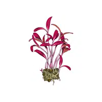 Amaranth