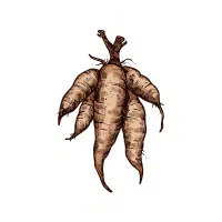 Arrowroot