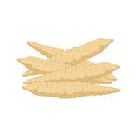 Arrowroot