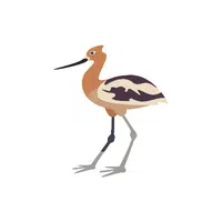 Avocet