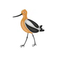 Avocet