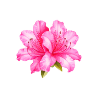 Azalea