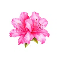 Azalea