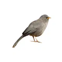 Babbler