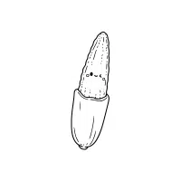 Babycorn