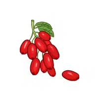 Barberry