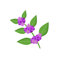 Beautyberry