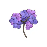 Beautyberry