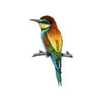 Bee-eater