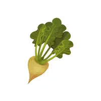 Beet leaf