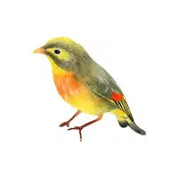 Bellbird