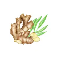 Bitterginger