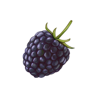 Blackberry