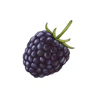 Blackberry
