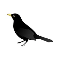 Blackbird