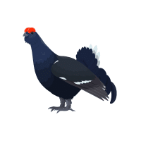 Blackg