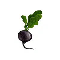 Blackradish