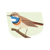 Bluethroat