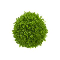 Boxwood