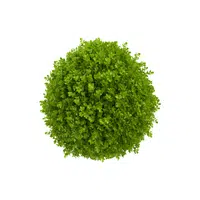 Boxwood