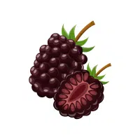 Boysenberry