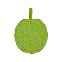 Breadfruit