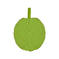 Breadfruit
