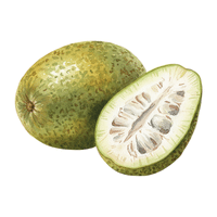 Breadfruit