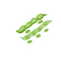 Broad bean