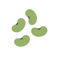 Broadbean