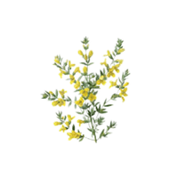 Broom