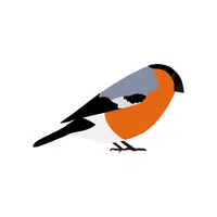 Bullfinch