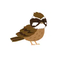 Bunting