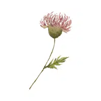 Burdock