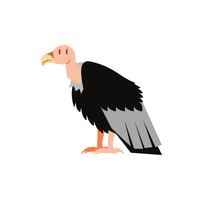 Buzzard