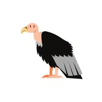 Buzzard