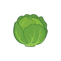 Cabbage