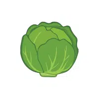 Cabbage leaf