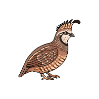 Calquail