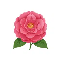 Camellia