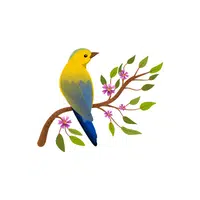 Canary