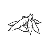 Cassava