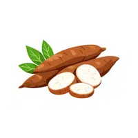 Cassava