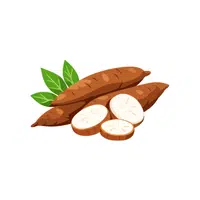 Cassava