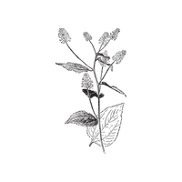 Ceanothus