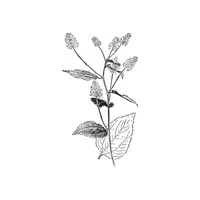 Ceanothus