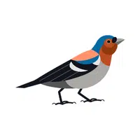 Chaffinch