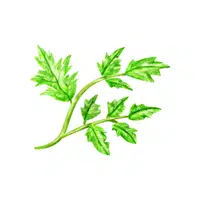 Chervil