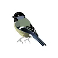 Chickadee