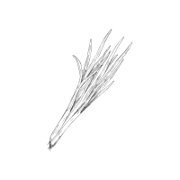 Chives